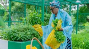 Photos of First Lady Remi Tinubu Harvesting Vegetables at Aso Rock Villa Trend Online