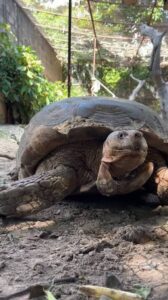 Alaafin’s Palace Mourns Death Of 420-Year-Old Tortoise, Baba